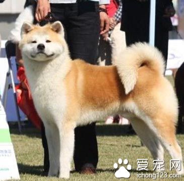 柴犬的特點 對主人忠心性格溫順可人
