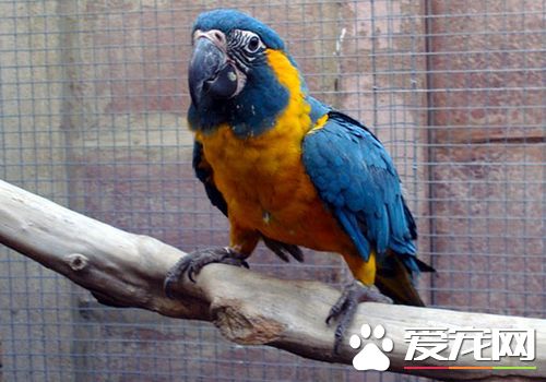 藍喉金剛鸚鵡是北京市保護動物嗎 是國家二級保護動物