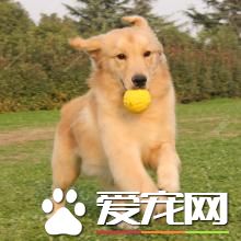 金毛尋回犬惡習 金毛尋回犬喜歡仆人