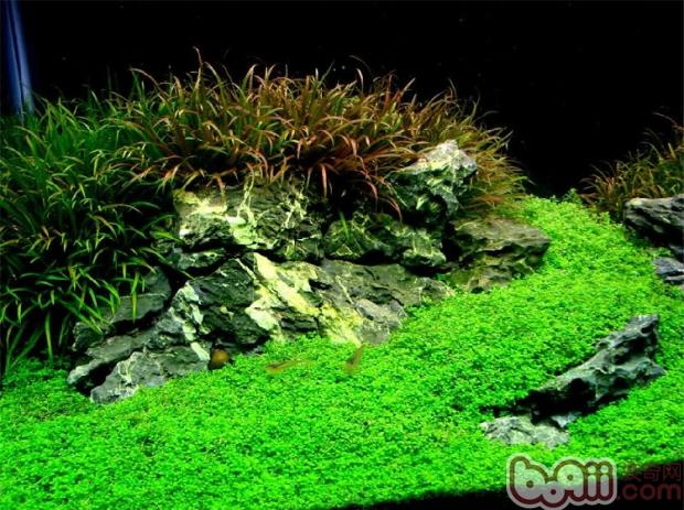 水族造景中巖石種類的介紹 