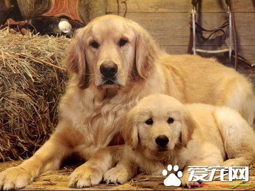 金毛尋回犬孕期 金毛尋回犬孕期癥狀表現