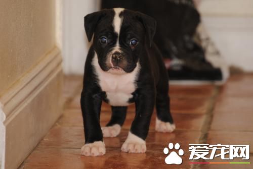 如何預防寵物病 狂犬病的主要癥狀