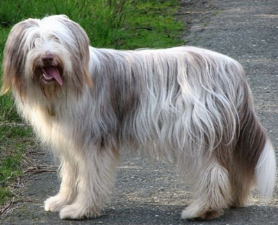 古代長須牧羊犬的性格 該犬非常友善