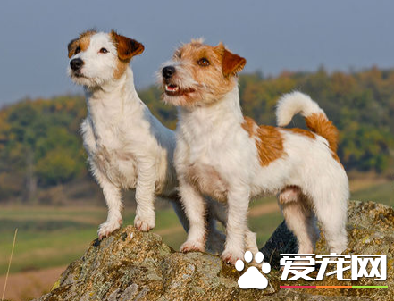 杰克羅素梗掉毛程度 杰克羅素梗掉毛不嚴重