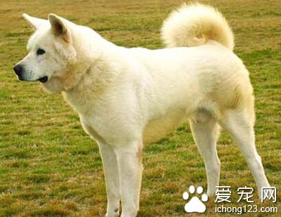 秋田犬和柴犬哪個好 兩種犬種各有特點
