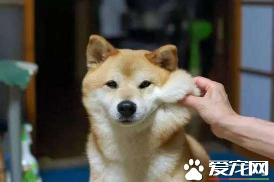 小柴犬不吃狗糧怎么辦 小柴犬不吃狗糧是什么原因導致的
