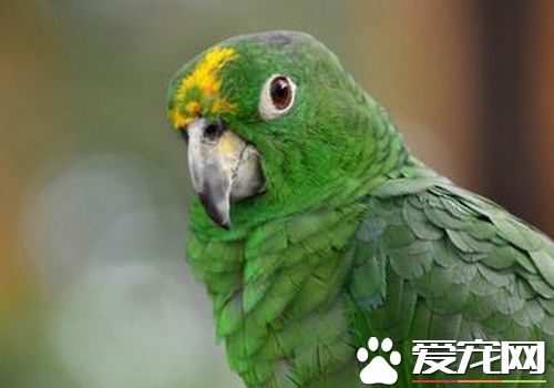 帝王亞馬遜鸚鵡學舌能力 學舌能力還是很強的