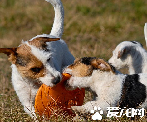 杰克羅素梗犬缺點 杰克羅素梗犬容易興奮
