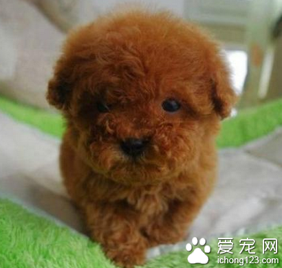 什么小型犬聰明 聰明的狗易適應環境