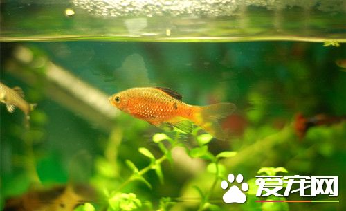 養魚的水為什么有泡沫 日常管理注意事項