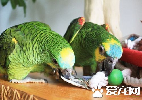 藍頂亞馬遜鸚鵡和橙翅的區別 橙翅是體型最小鸚鵡