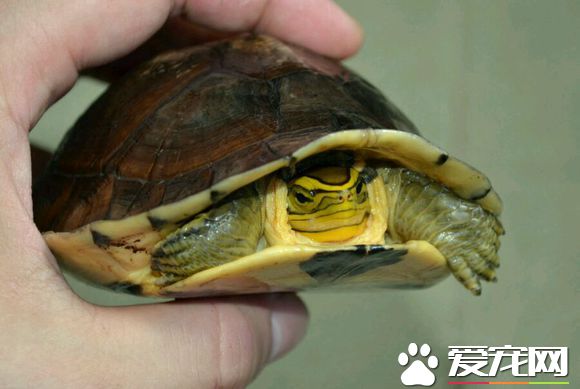 安布閉殼龜冬天怎么辦 安布閉殼龜過冬的方式