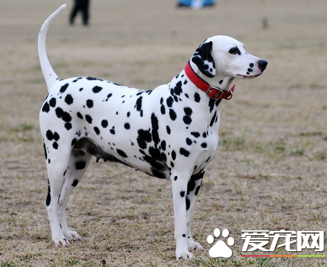 大麥町犬多重 大麥町犬體重約25公斤左右