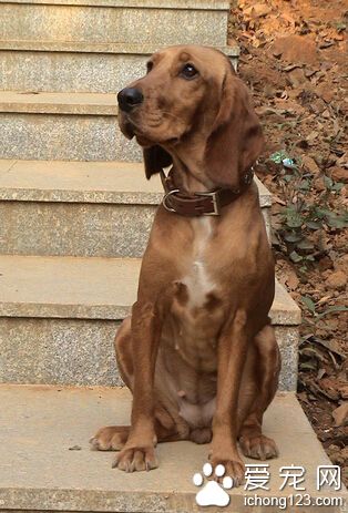 怎么挑選尋血獵犬 擁有大量顯著的特征