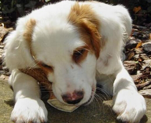 不列塔尼獵犬的形態特征 緊湊結合緊密的中型犬