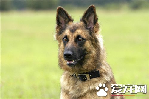 德國牧羊犬25天該怎么飼養 德牧喂食選擇
