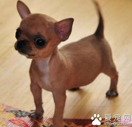 袖珍犬多少錢 特點是體形嬌小