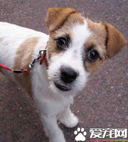杰克羅素梗兇嗎 杰克羅素梗的性格溫順