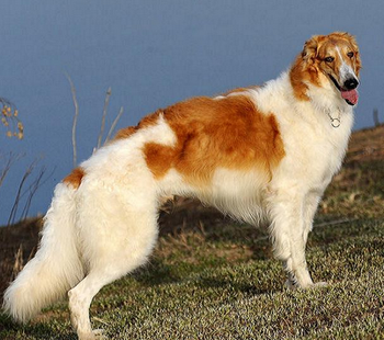 蘇俄獵狼犬的性格 該犬舉止很優雅
