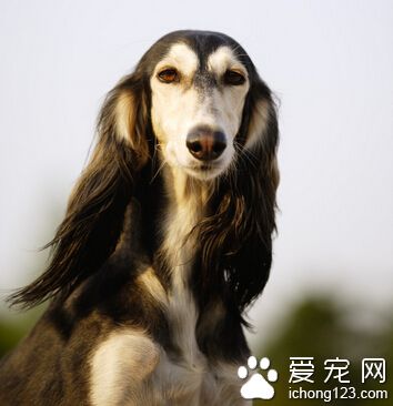 薩路基的智商 智商排行榜排在第四十三位