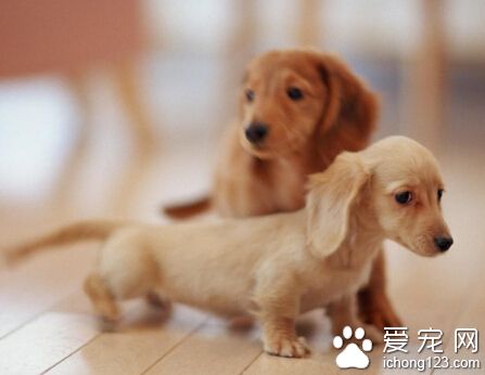臘腸犬的特點 毛質雖硬但是卻非常蓬松
