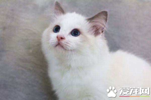 布偶貓黑下巴是怎么回事 引起布偶貓黑下巴的四大原因