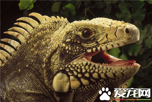 綠鬣蜥的壽命 綠鬣蜥可以活上10到15年以上