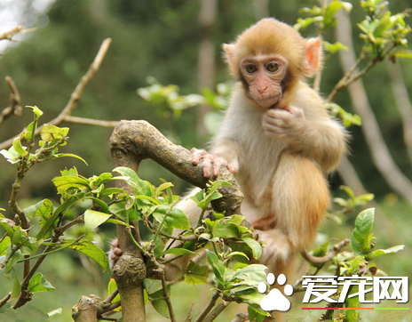 可以養猴子嗎 飼養國家二級保護以下的猴子種類