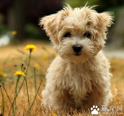 狗狗一天吃多少斤狗糧 要定時定量來用餐