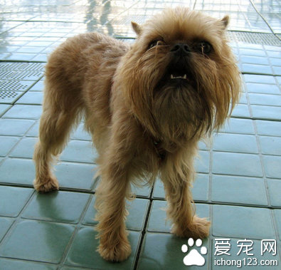  布魯塞爾粗毛獵犬的性格 是敏感的“小頑童”