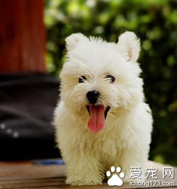 西高地白梗聰明嗎 是比較聰明的狗狗
