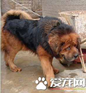 藏獒的認識 藏獒產于我國西藏和青海