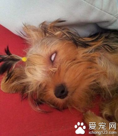 小狗睡覺翻白眼 對于狗狗來說是為了遮光