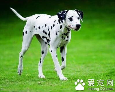 大麥町犬的性格 特別喜歡運動嬉戲