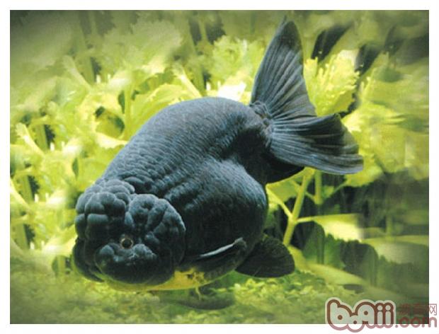 介紹鹽NaCL對<a href=/zhonglei/fish/ target=_blank class=infotextkey>魚</a>類的影響