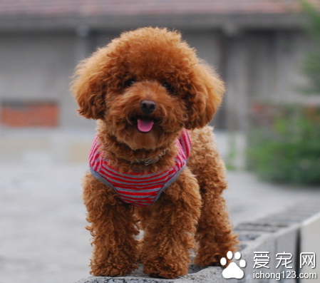 最聰明的小型犬 泰迪犬是比較好的選擇