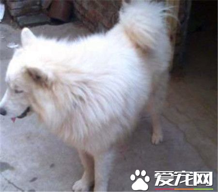 成年薩摩耶犬吃什么 不建議給吃<a href=/shipin/gouliang/ target=_blank class=infotextkey><a href=/shipin/gouliang/ target=_blank class=infotextkey>狗糧</a></a>
