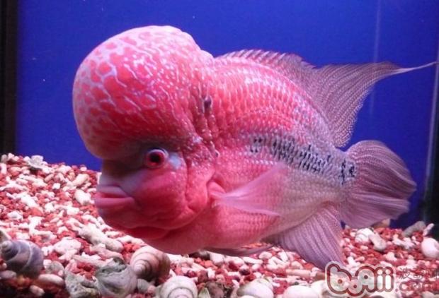 羅漢<a href=/zhonglei/fish/ target=_blank class=infotextkey>魚</a>的飼養要注意溫度事項