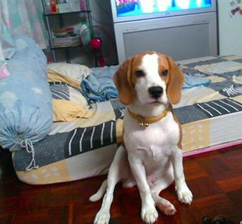 哈利犬的形態特征 該犬整體比例很協調