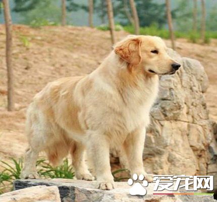 金毛尋回犬吃什么 肉類食品是必不可少的