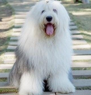 古代牧羊犬的形態特征 此犬厚肢肌肉發達