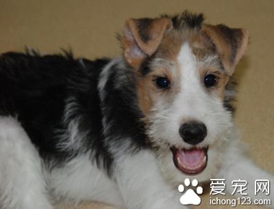 剛毛獵狐梗智商 排名是第五十一位