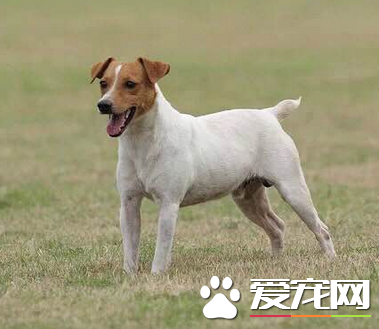 杰克羅素梗掉毛很嚴重 導致杰克羅素梗掉毛的原因