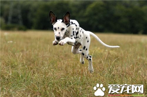 大麥町犬最擅長什么 大麥町犬具有極大的耐力