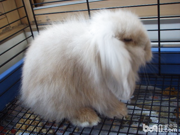 寵物兔的飼養與疾病預防
