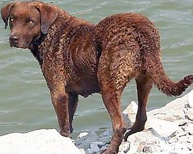 乞沙比克獵犬的性格 該犬活潑聰明