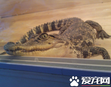 養鱷魚犯法嗎 不是國家保護的鱷魚是可以飼養的