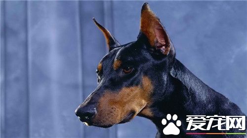 德國杜賓犬有哪些缺點 不容易與其它<a href=/zhonglei/gou/ target=_blank class=infotextkey>狗</a>狗相處
