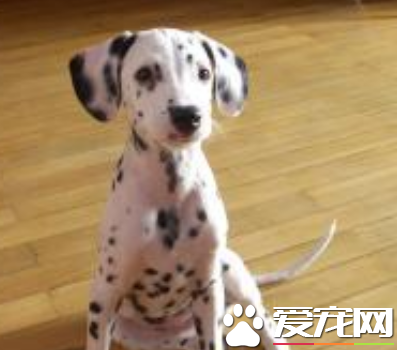 大麥町犬厲害嗎 被公認為最優雅的品種之一