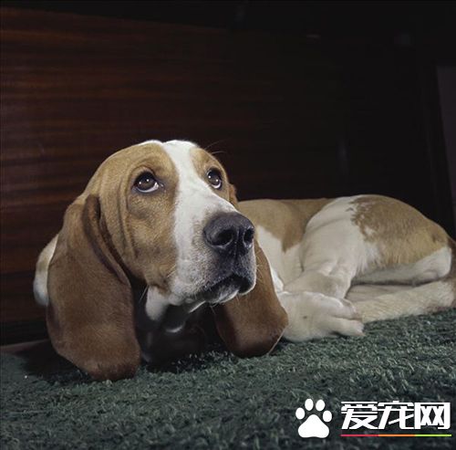 如何防止狗亂叫 制止幼犬夜吠的方法
